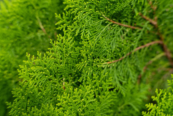 Closeup of cypress tree branch in the hedge in garden. Green leaves background, fresh summer cypress leaves. Texture of Pine branch. - Photo, Image