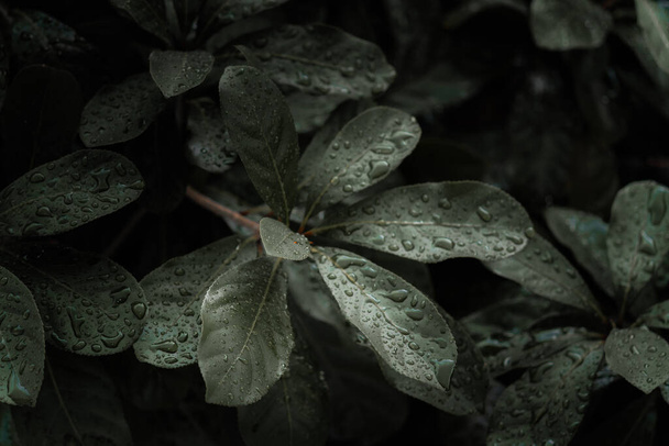 close up nature view of green leaf background. Flat lay, dark nature concept, with rain droplets, dark green foliage texture backgrounds - Photo, image