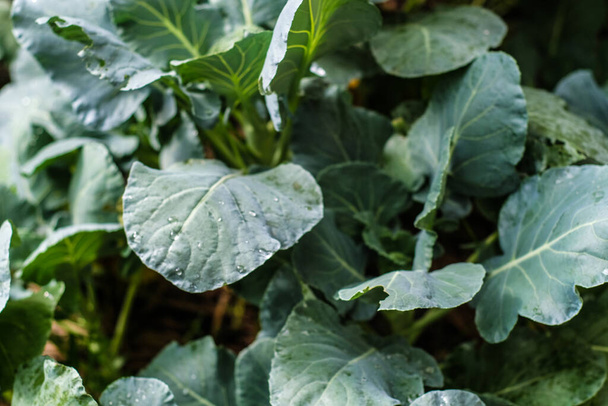 Organic frresh traditional cabbage close up green vegetable - Foto, Bild