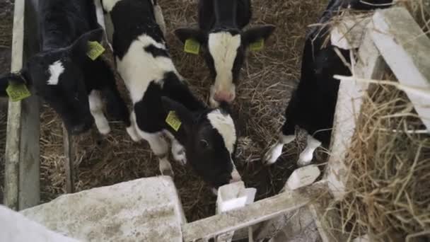 Small bulls on the farm. Beef farm - Footage, Video