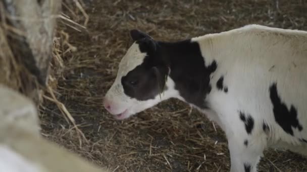 Kleine Bullen auf dem Hof. Rinderfarm - Filmmaterial, Video