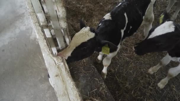 Kleine Bullen auf dem Hof. Rinderfarm - Filmmaterial, Video