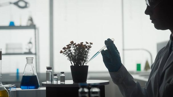 Kobieta naukowiec pracuje w laboratorium blisko. Kobieta używa pipety, by dodać niebieską substancję chemiczną do rośliny doniczkowej. Widok z boku na odkrywców ciemna sylwetka. Koncepcja badań, biotechnologia - Zdjęcie, obraz