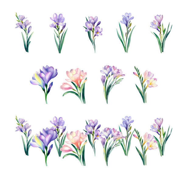 freesia.Watercolor set of purple and pink crocus flowers. Vector illustration. - Vector, Image