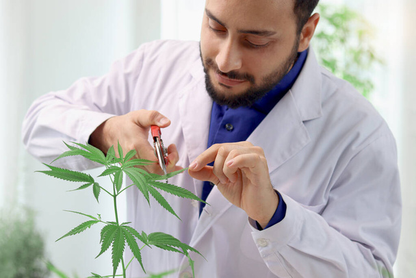 Marihuana yaprağı hasat eden bilim adamı, biyokimyacı laboratuarda kenevir yaprağı ile deney yapıyor, eczacı laboratuvarda aromatik kenevir yağı çıkarıyor, alternatif şifalı bitkiler için tıbbi araştırmalar yapıyor.. - Fotoğraf, Görsel