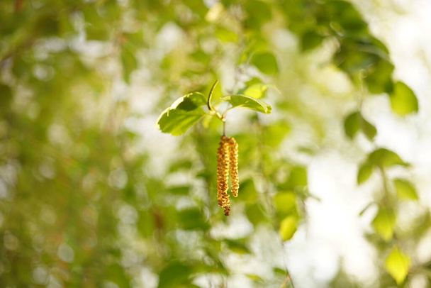 Φρέσκια σημύδα με σκουλαρίκια στο κλαδί στον κήπο της άνοιξης. - Φωτογραφία, εικόνα