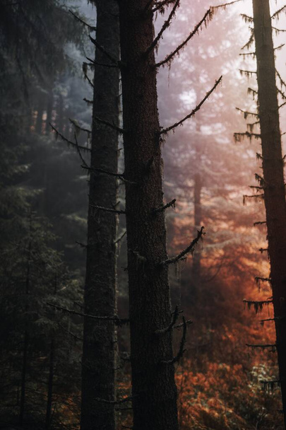 Bomen in een mistig bos - Foto, afbeelding