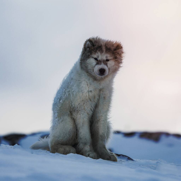 Leuke Groenlandse sledehond pup zittend in de sneeuw - Foto, afbeelding