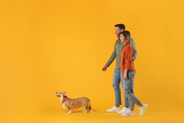plano de perfil de longitud completa de hombre y mujer caminando con su perro corgi aislado en el fondo del estudio amarillo, vista lateral, espacio libre - Foto, imagen