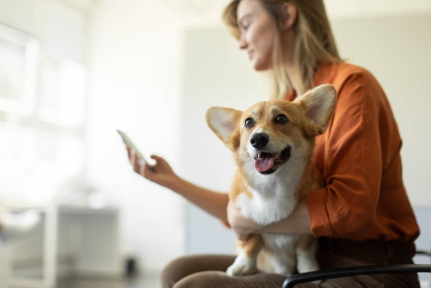 Side view of female owner of pembroke welsh corgi dog using cellphone while sitting in the hall of veterinary clinics and waiting for checkup, free space - Фото, изображение