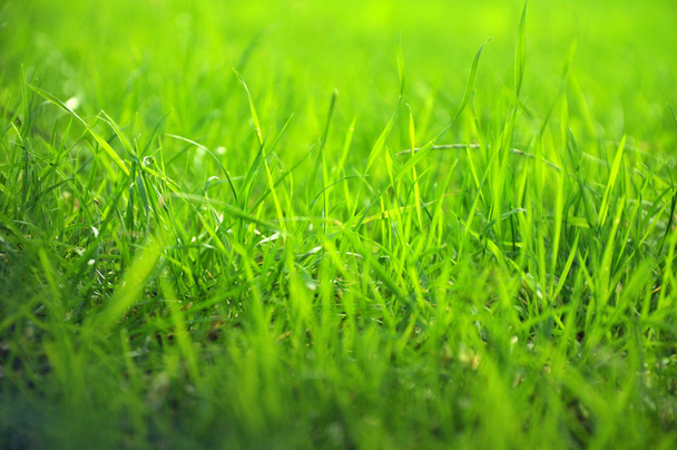 豊かな緑の芝生 - 写真・画像