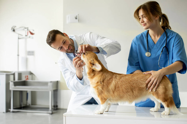 Üniformalı dost canlısı erkek veteriner, genç asistanı bir hastayı tutarken pembroke welsh corgi köpeğinin dişlerini kontrol ediyor. Veteriner kliniği - Fotoğraf, Görsel