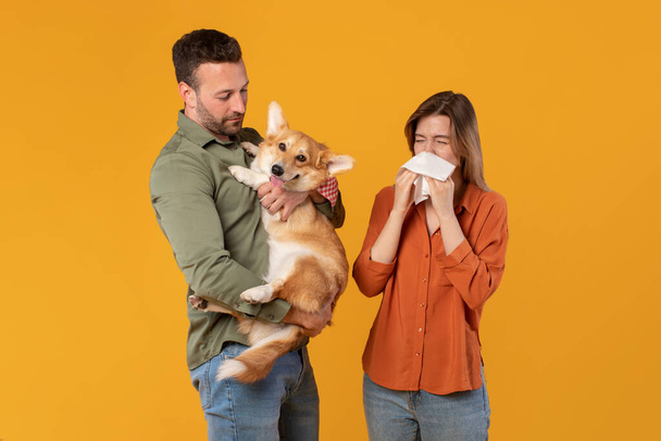 Hezký evropský muž držící roztomilého corgi psa poblíž ženy kýchající v tkáni, trpící alergií na mazlíčky, žluté pozadí studia. Koncept alergie na kožešiny - Fotografie, Obrázek