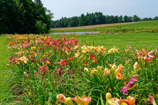 Számos különböző napraforgók virágzik a területen egy tó és erdők a háttérben egy napsütéses napon nyáron - Fotó, kép