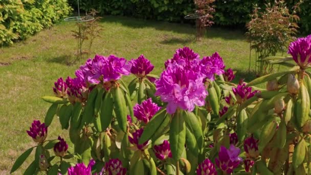 Крупный план шмели на розовых цветах рододендрона в саду на фоне зеленой лужайки.  - Кадры, видео