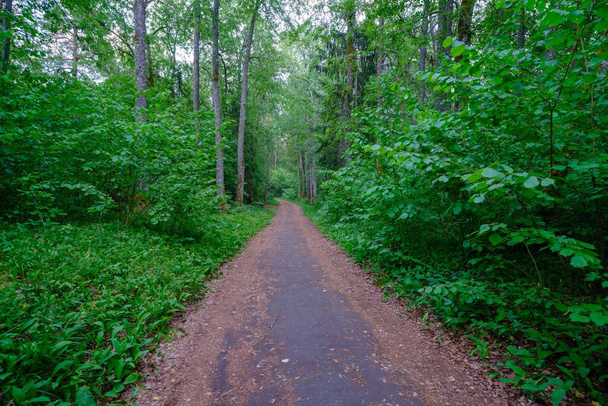 Een mooie lege weg die door het bos loopt en in de verte verdwijnt. Een dik somber bos. De kanten van de weg zijn begroeid met bomen. - Foto, afbeelding