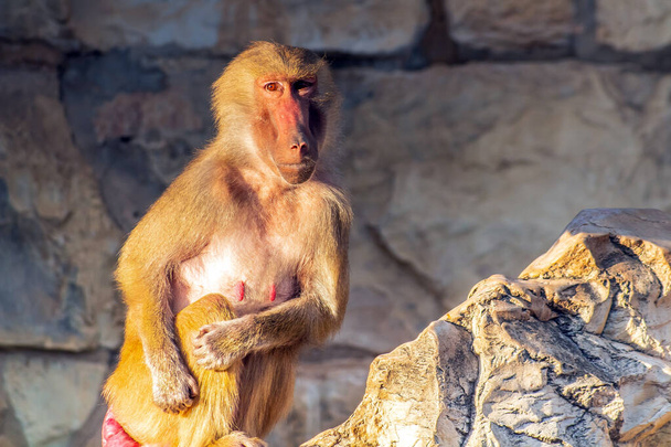 Baboon Portraits: Captivating Images of Primate Majesty - Photo, Image