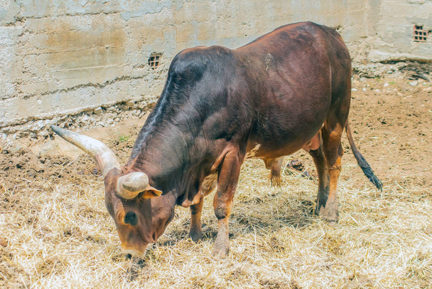 Ankole-Watusi Breed Feasting on Lush Grass - Фото, изображение