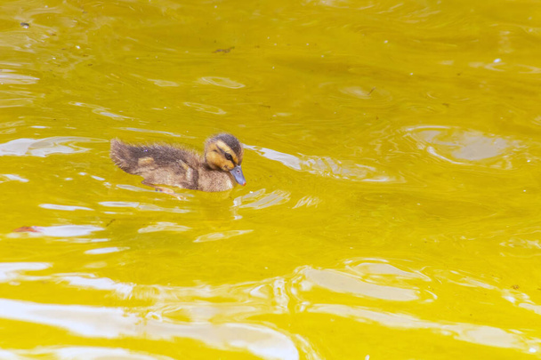 Domestic Duck Gliding Through the Water - Fotoğraf, Görsel