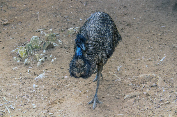 Isla Canguro Emu Roaming in the Wild - Foto, imagen