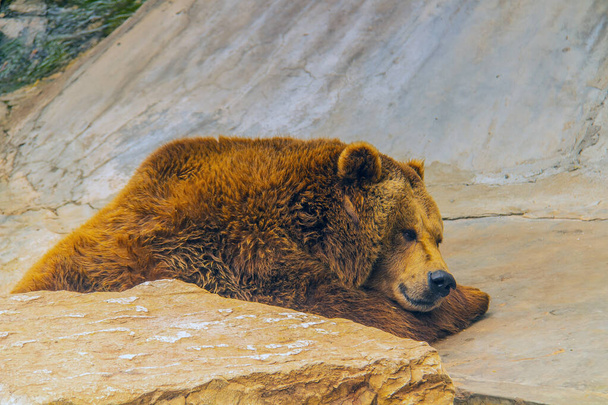 Poder agraciado: El majestuoso oso oso pardo - Foto, imagen