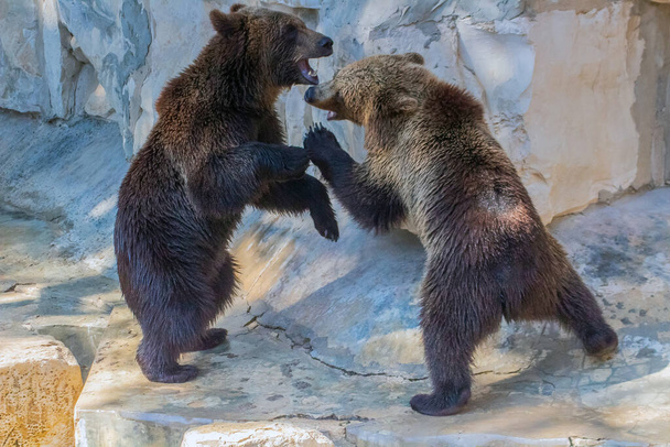 Zabawna walka między dwoma niedźwiedziami grizzly - Zdjęcie, obraz