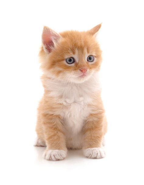 Beautiful red kitten isolated on a white background. - Photo, Image