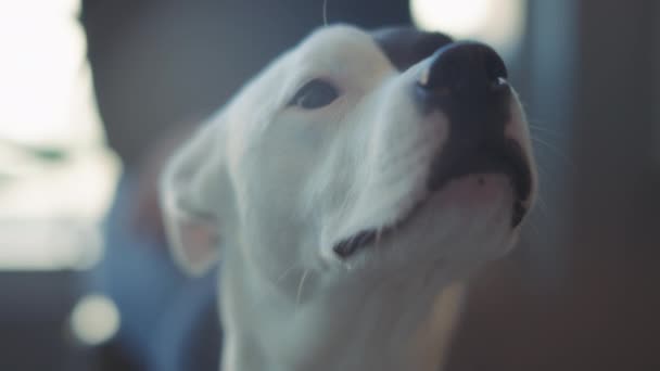 Pit bull terrier blanco y negro esperando una cita con el veterinario. En cámara lenta, de cerca.  - Imágenes, Vídeo