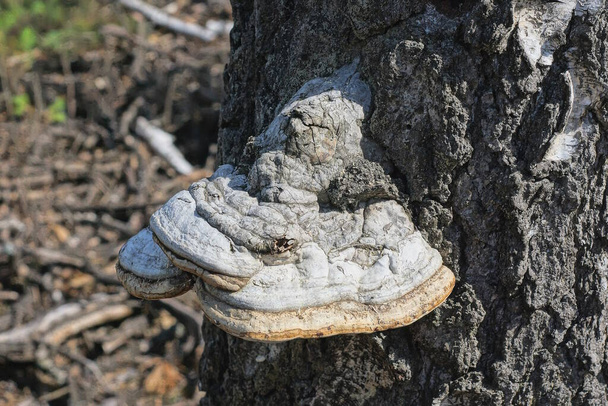 ein großer weißer Chaga-Pilz auf der grauen Rinde einer Birke in der Natur - Foto, Bild