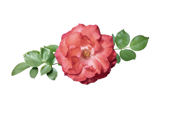 Темно-розовый цветок розы. Летний цветок на белом фоне - Фото, изображение