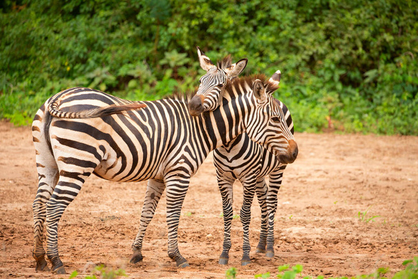 legrační zebry hrát v jejich přirozeném prostředí. Africká zvířata a pojetí cestování - Fotografie, Obrázek