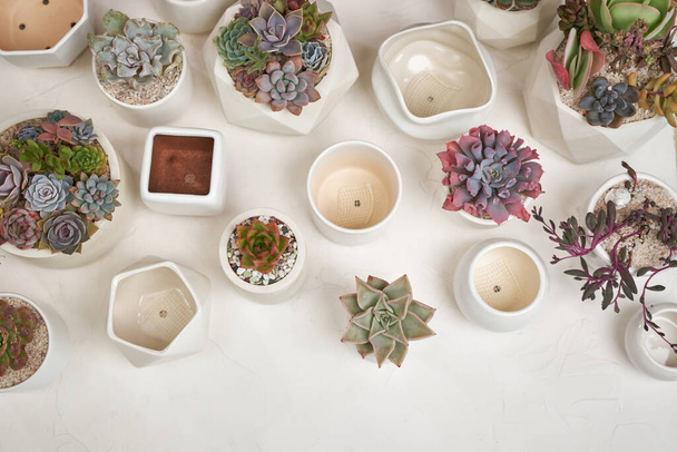 Echeveria Succulent house plant in a pot and other potted house plants on a table. - Foto, Bild