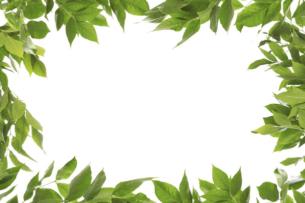 Πλαίσιο από όμορφα ζωντανά πράσινα φύλλα σε λευκό φόντο - Φωτογραφία, εικόνα