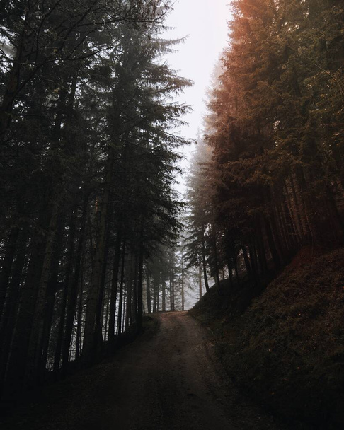 Dirt road in the woods, Italy - Fotografie, Obrázek