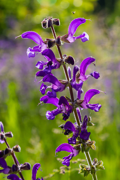 Salvia pratensis, the meadow clary or meadow sage, is a species of flowering plant in the family Lamiaceae, native to Europe, western Asia and northern Africa. - Photo, Image