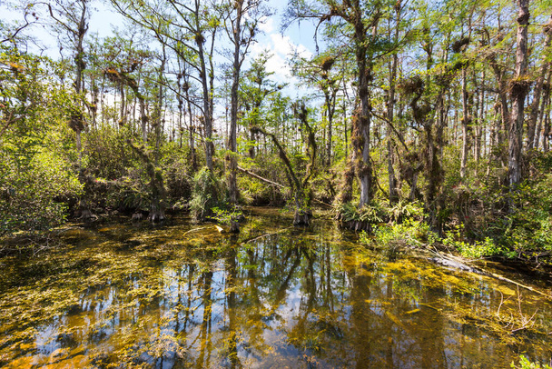 Cipreses calvos reflejándose en el agua en un pantano de florida en un cálido día de verano - Foto, imagen