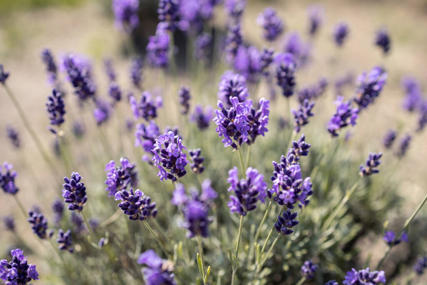 Close-up view of lavender flowers in sunlight - Foto, Imagem
