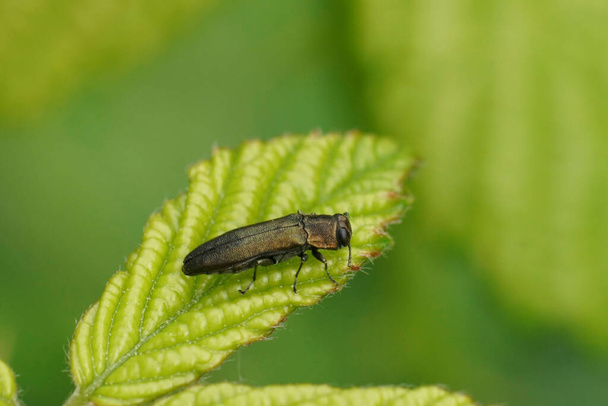 Closeup natural no pequeno carvalho metálico Jewel ou escaravelho esplendor, Agrilus biguttatus sentado em uma folha verde - Foto, Imagem