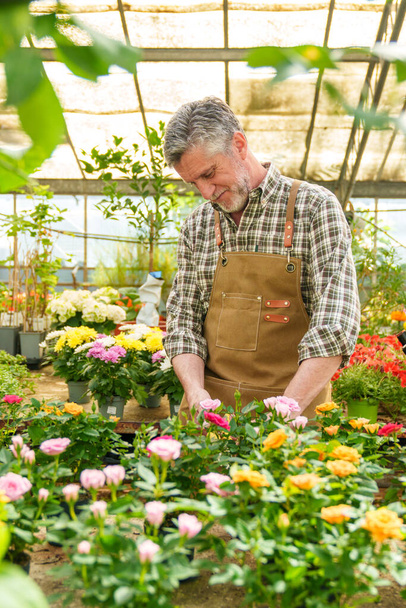 Radosny starszy pracownik w szkółce roślin lub sklepie, organizujący i kontrolujący kwitnącą roślinę w doniczce, promieniujący szczęściem. - Zdjęcie, obraz