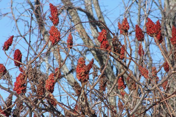 Сумах оцтове дерево
 - Фото, зображення