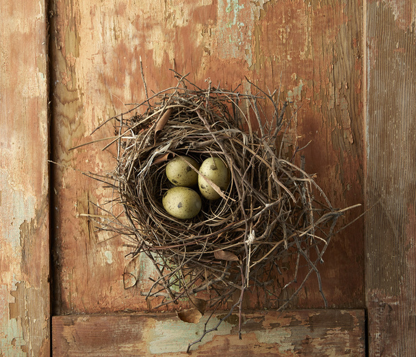 Eier im Nest - Foto, Bild
