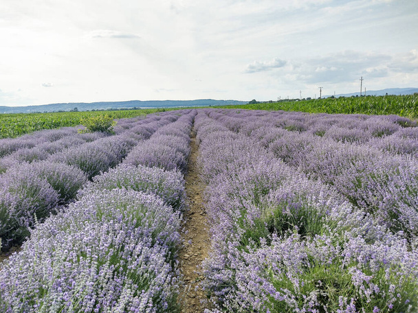 Lavender field in the summer - in Romania - Photo, Image