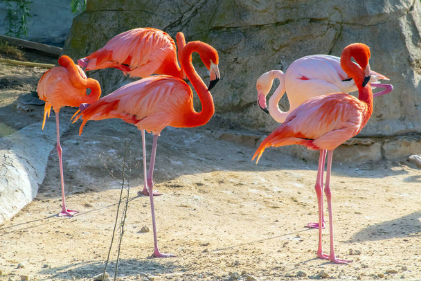 Captivating Group of American Flamingos: Graceful Birds in Harmony - Photo, Image