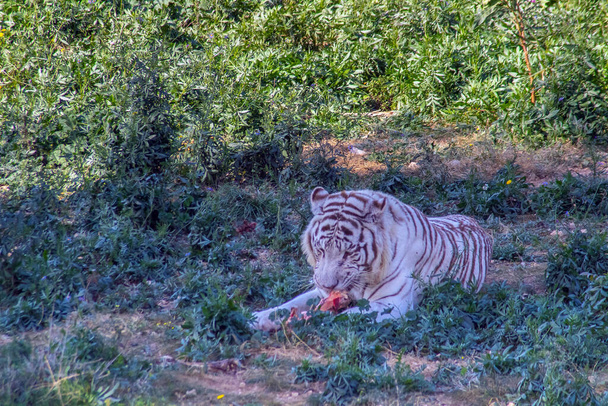 Bengalischer Tiger, majestätische Schönheit in freier Wildbahn - Foto, Bild