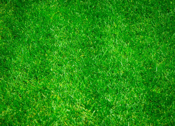 Texture d'herbe verte comme fond
 - Photo, image