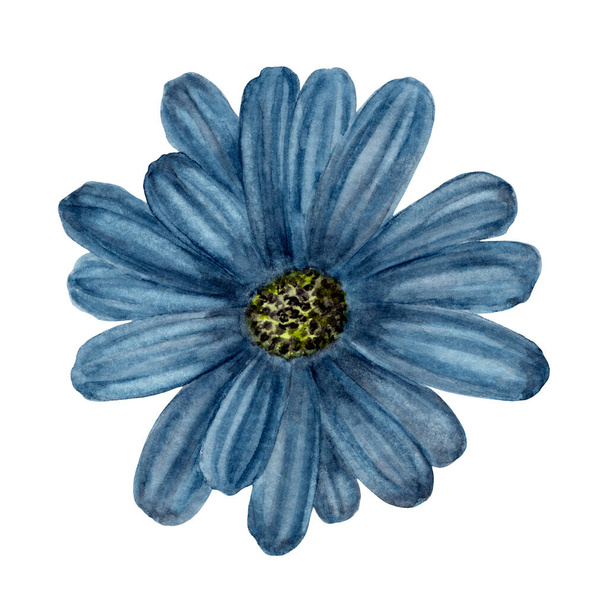 Afrykańska Daisy Flower Close-Up. Akwarela mokra i mokra. Ręcznie rysowane indygokwiatowe ilustracje botaniczne do tapety, banera, tekstyliów, kartki pocztowej lub papieru do pakowania - Zdjęcie, obraz