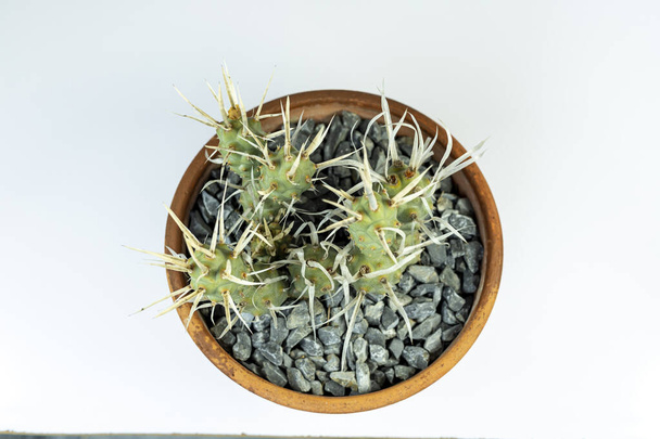 Tephrocactus articulatus papel espina cactus en una olla de arcilla sobre fondo blanco aislado - Foto, Imagen