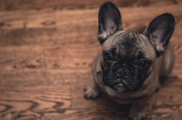French bulldog puppy sitting on a floor and look sadly to the camera, portrait ,close up.Copy space. High quality photo - Fotografie, Obrázek