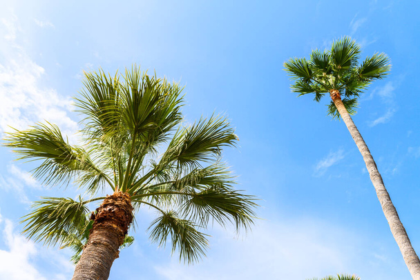 Two tall palm trees on a blue sky background with a few clouds, in Ibiza. One tree is taller than the other. It is a beautiful sunny spring day - Fotó, kép