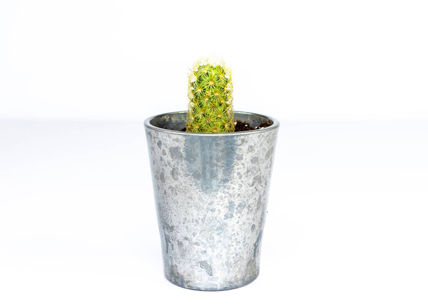 Cactus de encaje dorado mammillaria elongata en una pequeña maceta decorativa sobre fondo blanco - Foto, imagen